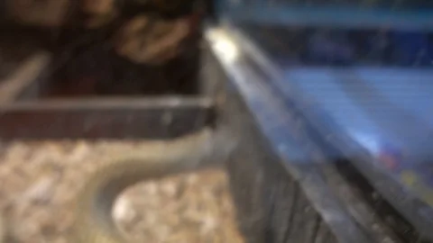 Python snake exhibit in restaurant  Video stock 88968548