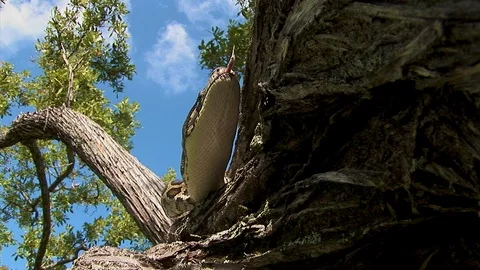 A python snake explores the branches of a tree in at a wildlife zoo Stock Footage 125467955