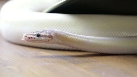 Python snake flicking forked tongue 動画素材 97826959