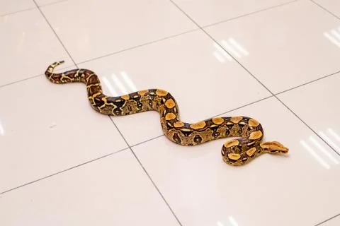 Python snake on the floor of the shiny bright tile 写真素材