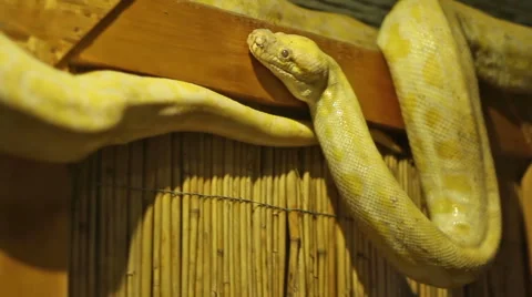 Python Snake Stock Footage 46124986