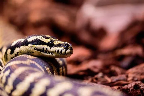 Python snake in Genoa Aquariums, Italy Foto stock