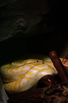 Python snake in Genoa Aquariums, Italy 写真素材
