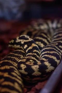 Python snake in Genoa Aquariums, Italy 스톡 사진