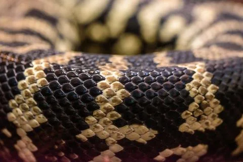 Python snake in Genoa Aquariums, Italy Stock Photos