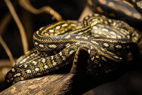 Python snake is a genus of constricting snakes in the Pythonidae family nat.. Stock Photos