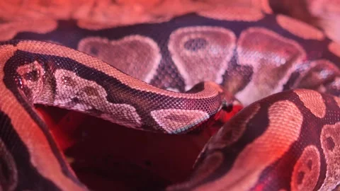 Python snake in habitat showing patterns and movement Stockbeeldmateriaal 332035439