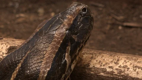Python snake head close up 4K 库存影片 92272361
