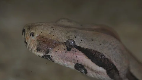 Python snake head close up. Camouflaged brown and black reptile skin pattern.   Stock Footage 95814120