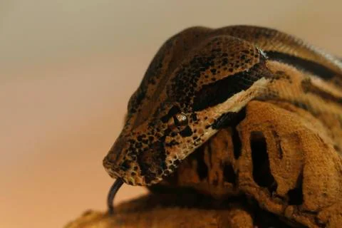 Python snake head in close up Stockfoto's