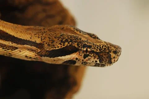 Python snake head in close up Photos
