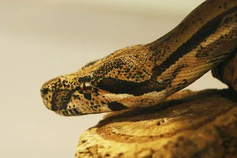 Python snake head in close up Stock-Fotos
