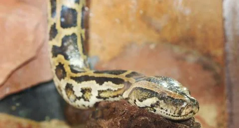 Python snake head Photos