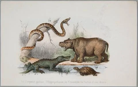 The Python snake, the hippopotamus, the crocodile, the water turtle Douee ... 스톡 사진