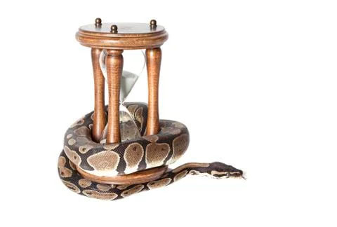 Python snake with hourglass Stockfoto's