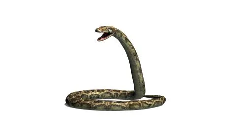 Python snake isolated on white background Stock-Illustration