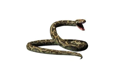 Python snake isolated on white background Stock-Illustration