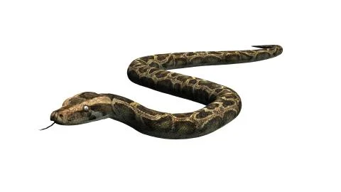 Python snake isolated on white background Stock-Illustration