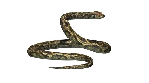 Python snake isolated on white background Stock-Illustration