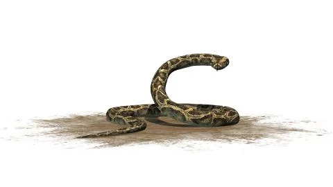 Python snake isolated on white background Stockillustratie