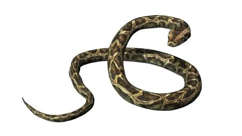 Python snake isolated on white background Stock Illustration