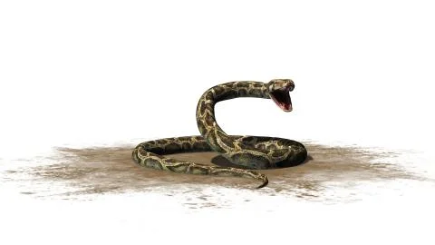Python snake isolated on white background Stock-Illustration