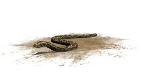 Python snake isolated on white background Stock-Illustration