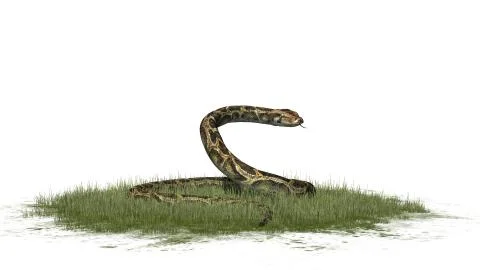 Python snake isolated on white background Stock-Illustration