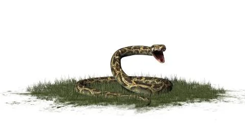 Python snake isolated on white background Stock-Illustration