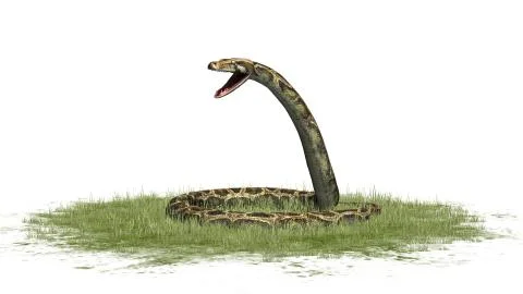 Python snake isolated on white background Stock Illustration