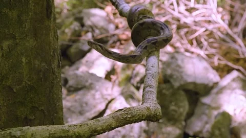 A python snake as it gracefully moves through its forest habitat, Stock Footage 282699648