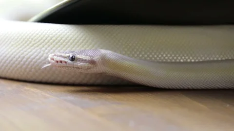 Python snake kept in house flat as pet domestic animal Stockbeeldmateriaal 97826899