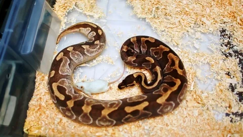 Python snake looks at his prey without moving Stock Footage 122584967