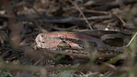 Python Snake Macro Head Detail in Natural Setting Vidéo 331761978