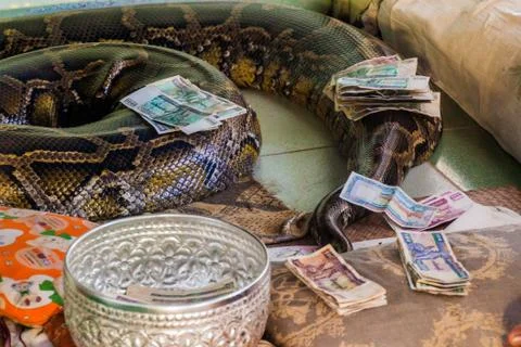 Python in the Snake monastery in Bago, Myanmar 스톡 사진