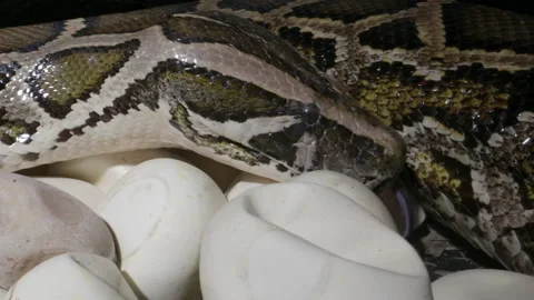 Python snake mother tending to her eggs Vidéo 155173440