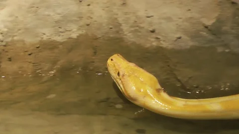 Python Snake Moving Stock-Footage 86511349
