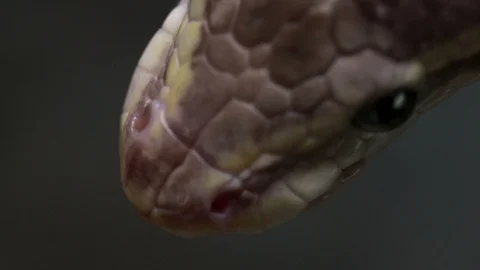 Python snake muzzle close up Video stock 97826908