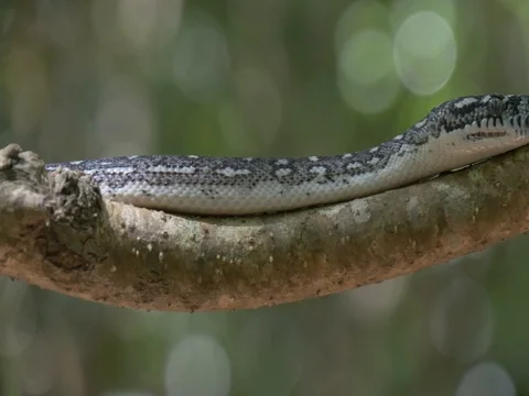 Python snake in natural environment hunting in forest - Diamond Python Stock Footage 74178490