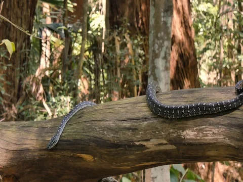 Python snake in natural environment hunting in forest - Diamond Python Stock Footage 74178641