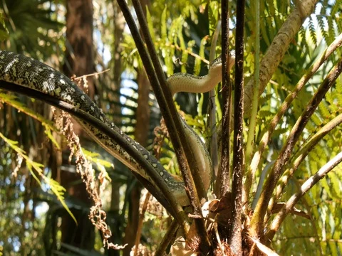 Python snake in natural environment hunting in forest - Diamond Python Stock Footage 74179062