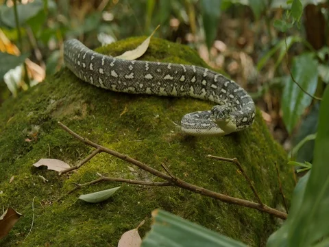 Python snake in natural environment hunting in forest - Diamond Python Stock Footage 74179181
