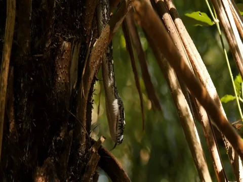 Python snake in natural environment hunting in forest - Diamond Python Stock Footage 74179428