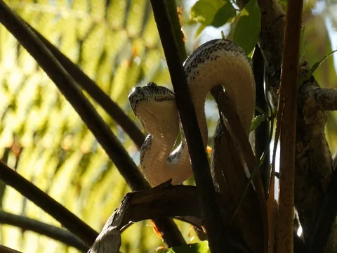 Python snake in natural environment hunting in forest - Diamond Python Stock Footage 74179550