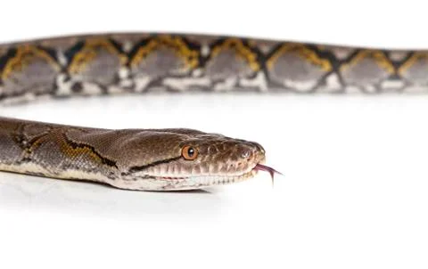 Python snake over white Photos