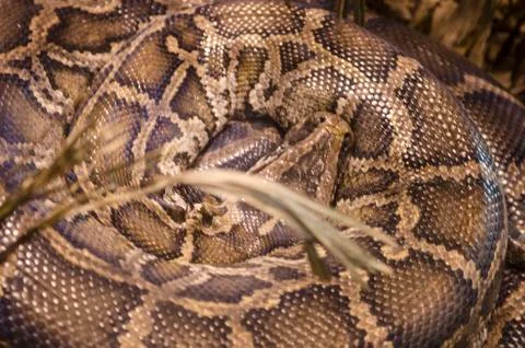 Python Snake Stock Photos