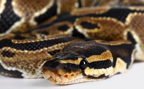 Python snake Stock Photos