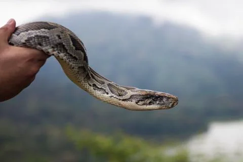 Python snake Photos