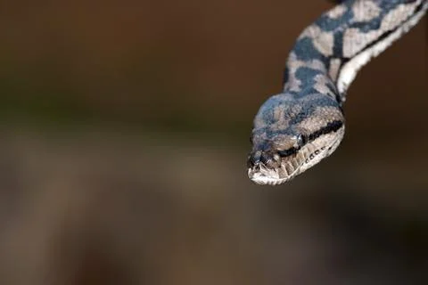 Python snake portrait while coming Stock Photos