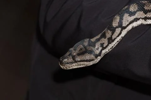 Python snake portrait while hanging from man Foto stock